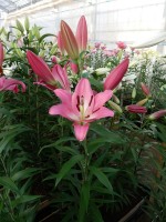 [4177 Brusago VH No01.JPG]